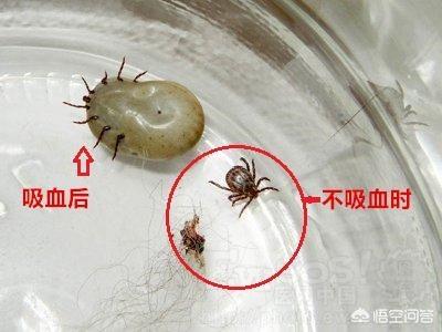 狗身上的吸血虫:狗狗长蟞虫用什么药效果好？