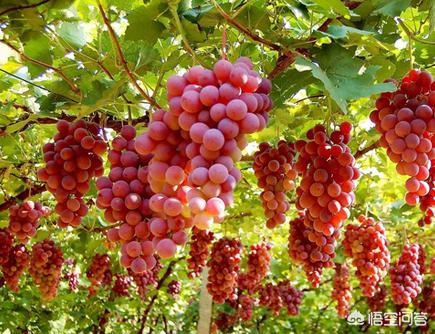 做葡萄酒什么季节做，农村里自己家种的葡萄，如何用它做成葡萄酒