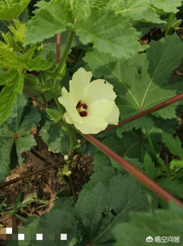 地球上的动植物每天都在生长,那么地球的自重会不断增加吗？