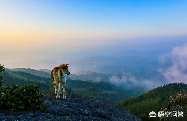 西德牧羊犬视频:住在大山里面适合养德国牧羊犬吗，狗会害怕这种环境吗？