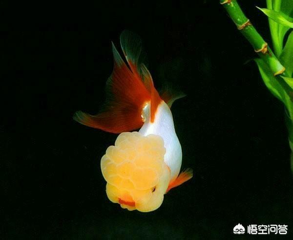 養金魚用什麼水好