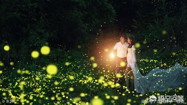 萤火虫祖先被发现:为什么有人说现在农村很少见萤火虫了？