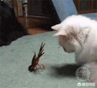 萌猫猫:为什么猫咪看起来很可爱？