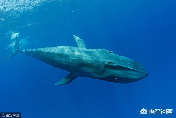 比蓝鲸重10000倍的动物，世界上现存最大的动物是什么