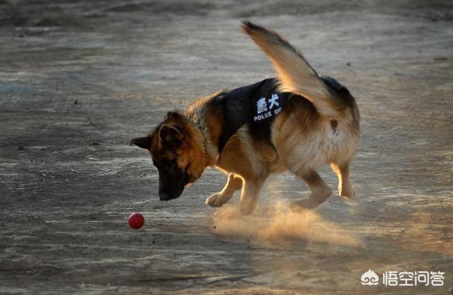 腊肠犬视频介绍:狗的嗅觉为什么特别灵敏？