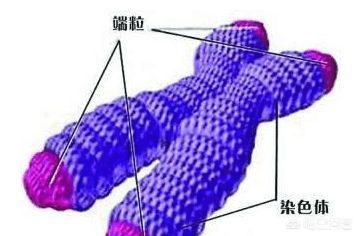 玛氏宠物护理学院限时挑战赛:哪些天然食物可以美容养颜？