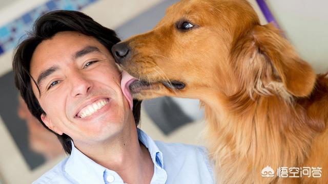 英斗犬会认主人吗:如果我把狗狗送给别人，过了几年之后，它还会认出自己吗？