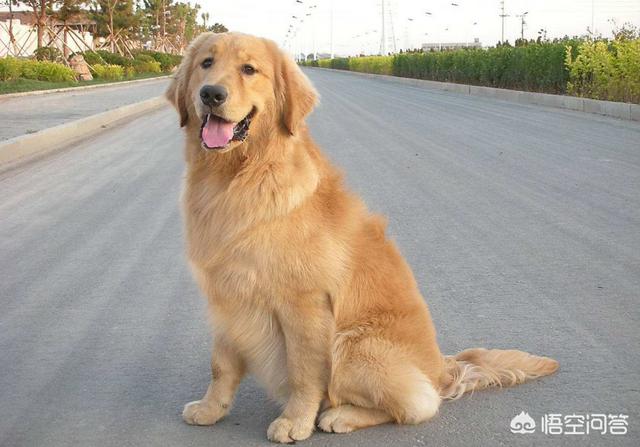 地震搜救犬全部处死视频:金毛能当警犬吗，为什么？