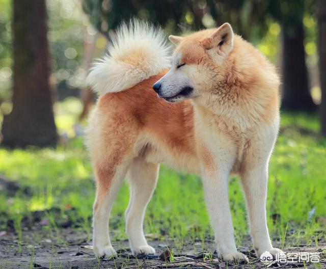 秋田犬图片:日本秋田犬是中华田园犬的后代吗？ 秋田犬图片及价格