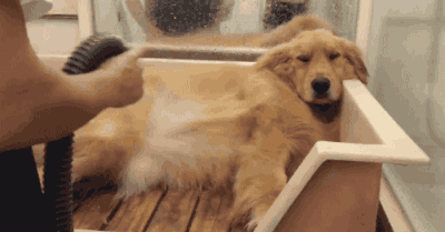 史宾格犬体臭怎么办:为什么狗狗体味越来越重？