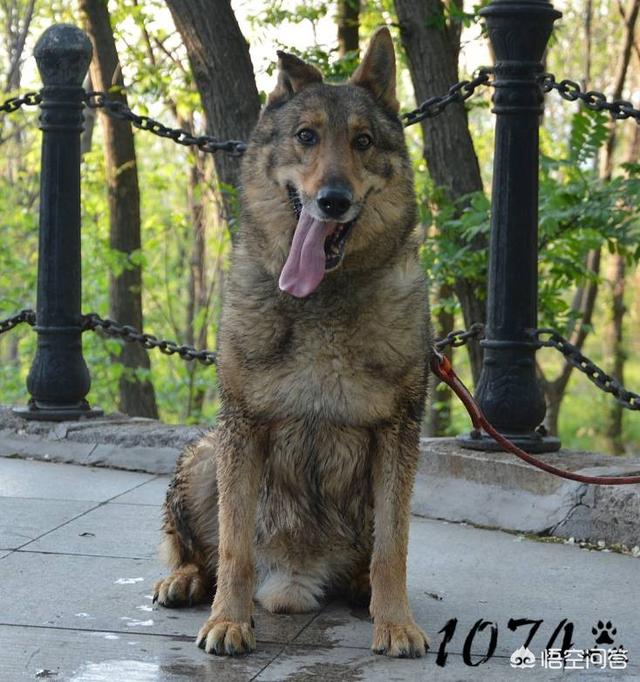 昆明犬图片:昆明犬与东德牧羊犬哪个好？为什么？