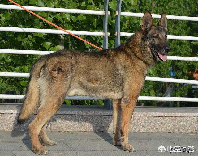 昆明犬图片:昆明犬与东德牧羊犬哪个好？为什么？