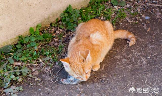 超萌猫猫版打地鼠:宠物猫放到野外能自己捉老鼠吗？ 猫猫打地鼠游戏