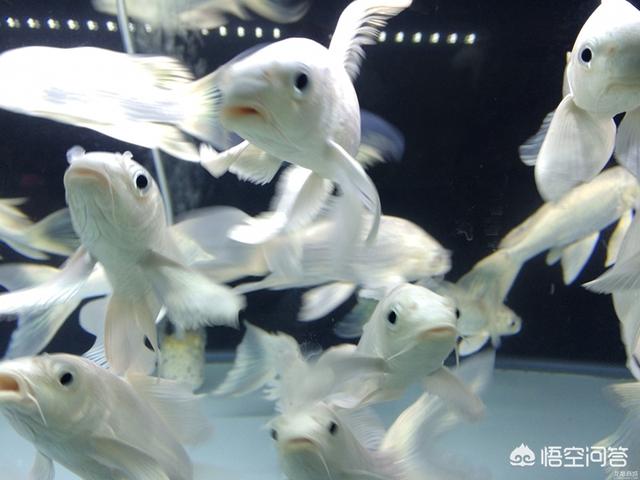 蝴蝶鲤烂尾怎么办:蝴蝶鲤鱼大量换水后，鱼尾巴有充血，这是什么原因造成的？