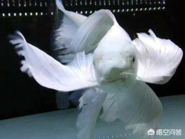 蝴蝶鲤烂尾怎么办:蝴蝶鲤鱼大量换水后，鱼尾巴有充血，这是什么原因造成的？