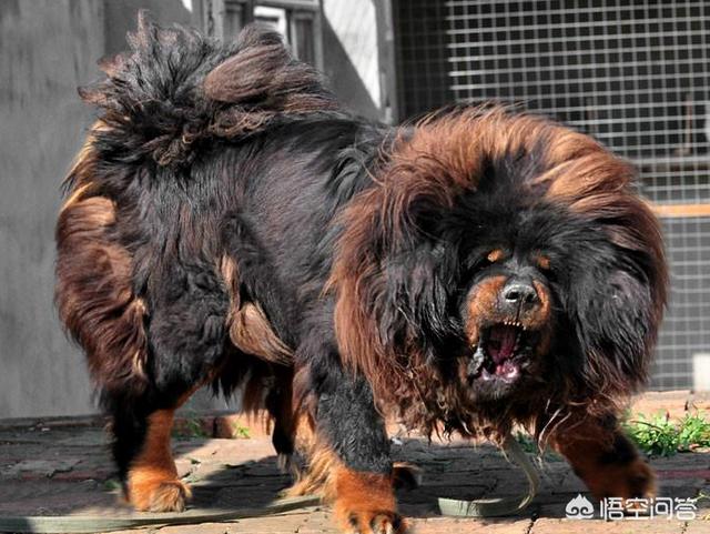 藏獒吃人事件:你知道藏獒犬不适合家养的原因吗？