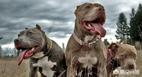 比特犬咬死藏獒的视频:十只小泰迪犬可以打赢一只成年比特犬吗？