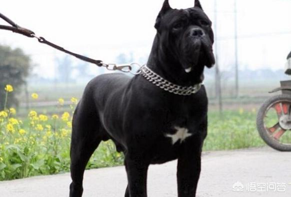 纽波利顿獒犬和卡斯罗:卡斯罗怎么看品相，挑选纯种卡斯罗犬的注意事项？