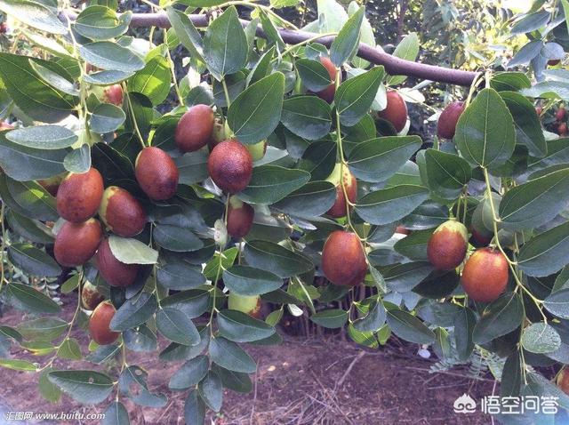 枣树高产栽培的技术要点有哪些？
