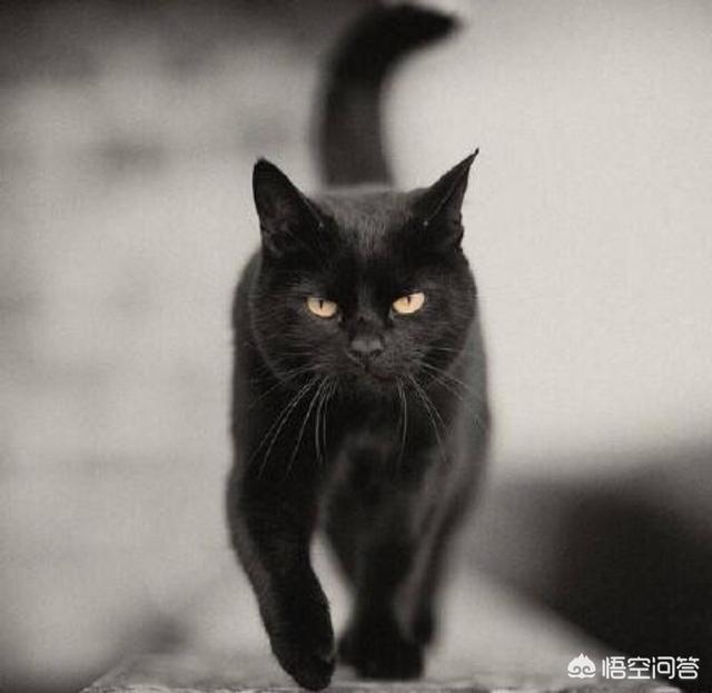 震惊黑龙江出大事，哈尔滨猫脸老太太的真相到底是什么