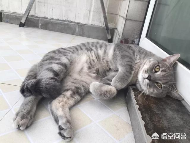 养猫记all黑:新手养猫需要注意什么事项？