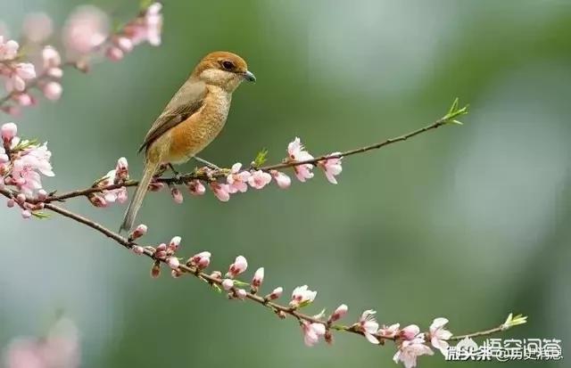 头条问答 上联 点点朱唇花染色 如何对下联 菜鸟的回答 0赞