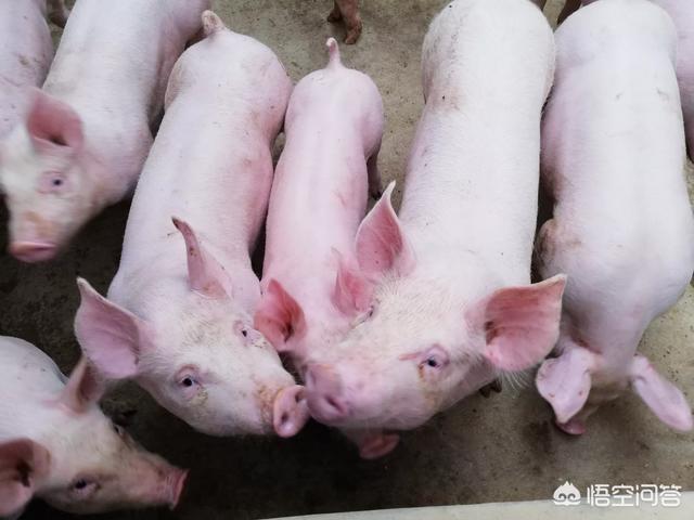 40斤左右的猪得了回肠炎，怎么治疗效果好？