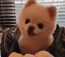 一只名叫痛苦的狗:宠物狗哭是什么原因造成的？
