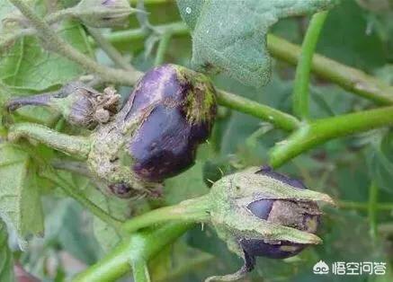 茄子长了红蜘蛛,有不用农药的防治方法吗_验教学_小高教学网