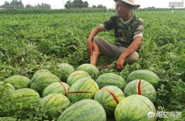 郑州瓜农两万斤西瓜被砍获捐款，瓜农用这些钱来为村民打井，你怎么看？