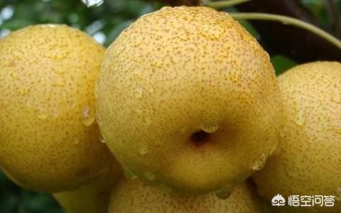 天然除虫菊酯产地:梨树的害虫怎么防制，用什么药？