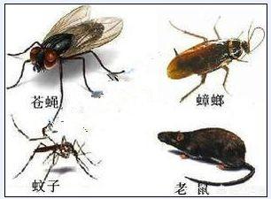 如果地球上的四害突然瞬间消失,会发生什么？