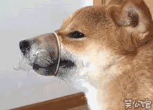 史宾格犬和柴犬优缺点对比:史宾格犬，比格犬，差别？