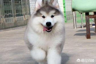 出售阿拉斯加克利凯犬:一只阿拉斯加犬幼崽大概需要多少钱？一个月要花费多少？