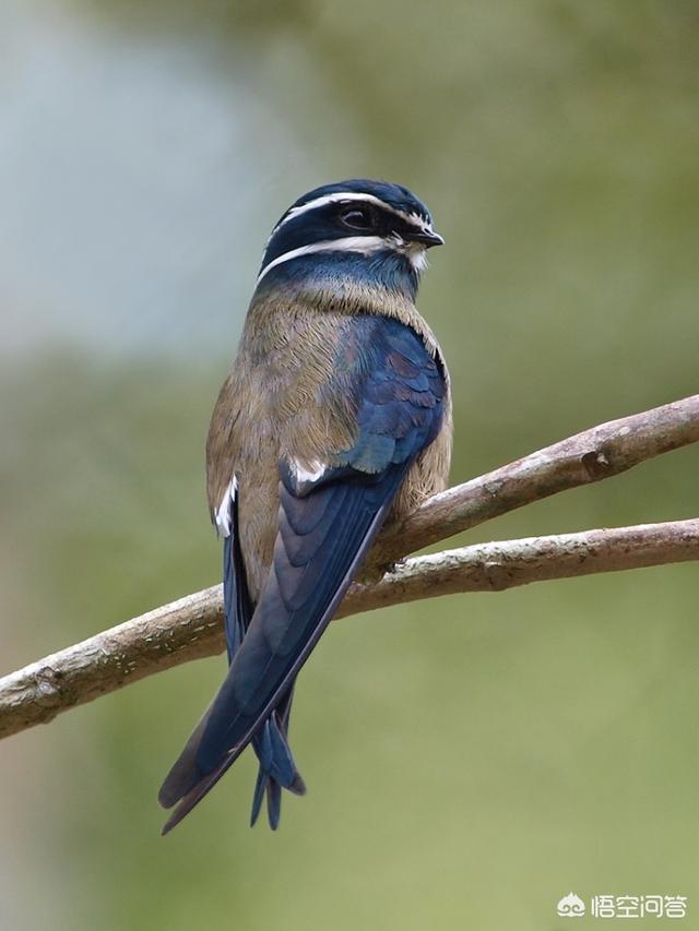 头条问答 - 有哪些长相好看的鸟?(13个回答)