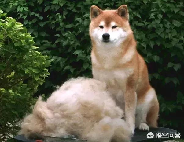 最容易养的中型犬:中型犬，最好是那种不容易被人带走的，有没有推荐下？