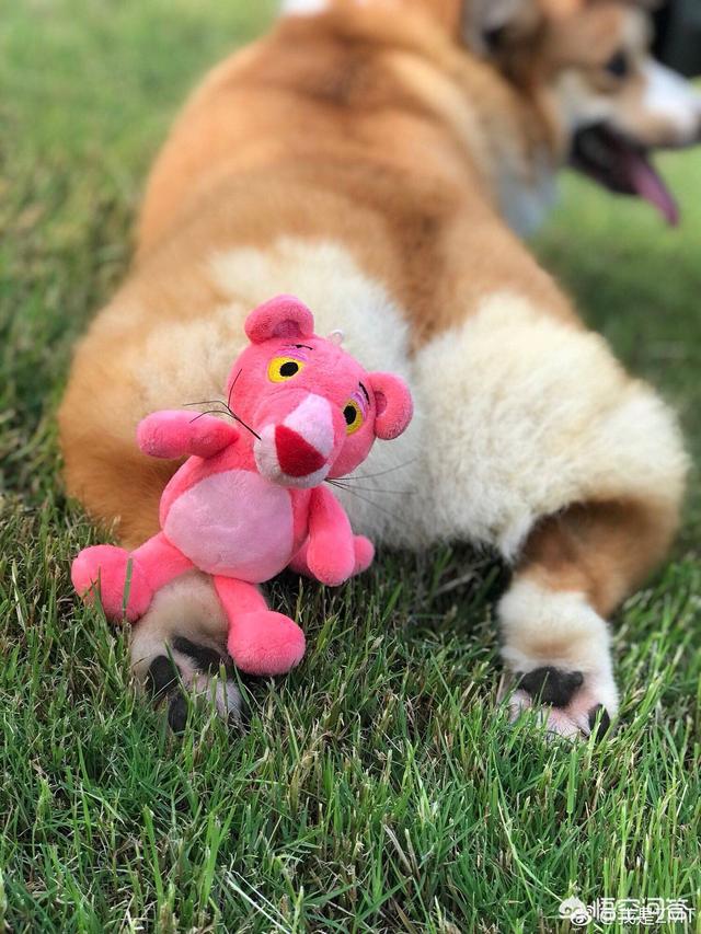 柯基犬怎么训练:柯基犬的习性和喂养要点？