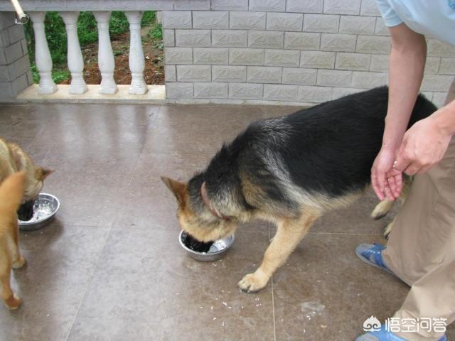 中华田园犬价格:养广西土猎犬怎么样？幼犬价格多少钱？为什么？