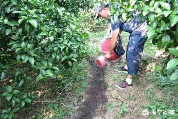 植物营养元素有哪些:植物里的元素是哪来的？是土壤里吸收的吗？