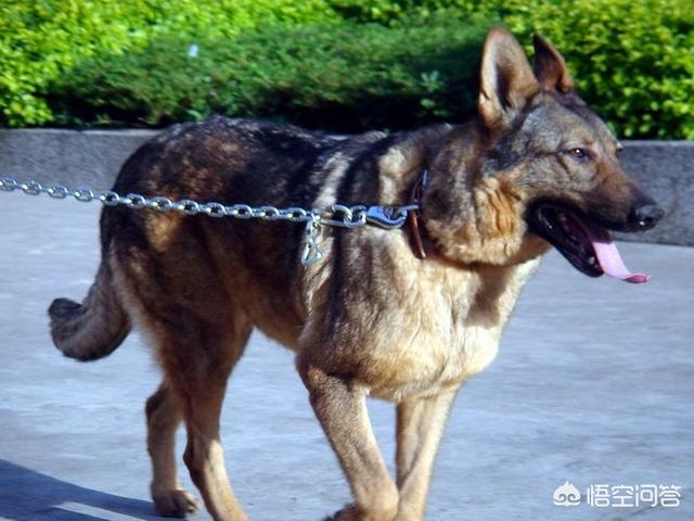 昆明犬图片:昆明犬有什么“可怕”的地方，不值得人们饲养？