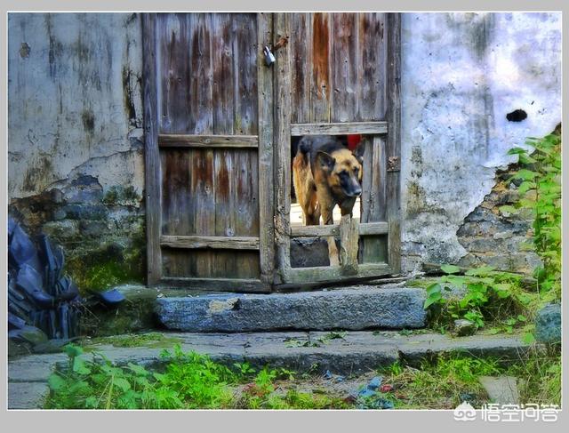 牧羊犬喜欢吃什么:德牧食欲差能吃什么，德牧食欲差营养不好怎么办啊？