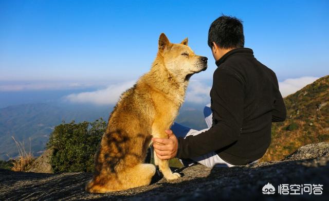 养宠物狗狗:自己养的宠物狗，给它洗澡被咬了，还有必要养吗，养有一年了？