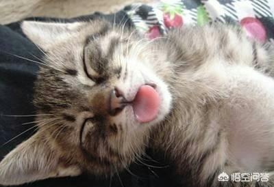 中华田园猫橘猫性格:猫咪会害怕主人抛弃它吗？
