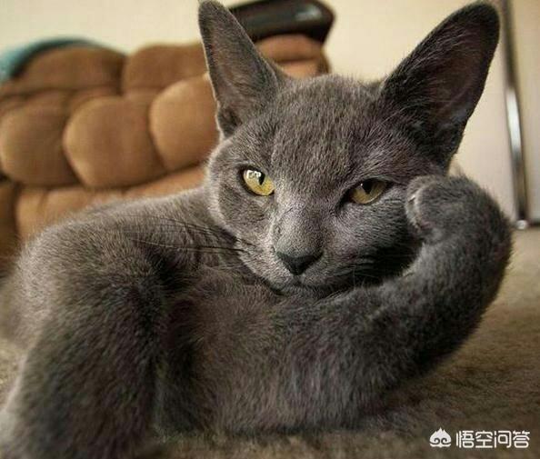 中华田园猫橘猫性格:猫咪会害怕主人抛弃它吗？