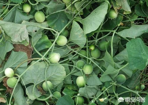 马泡,马泡瓜可以用哪些除草剂？