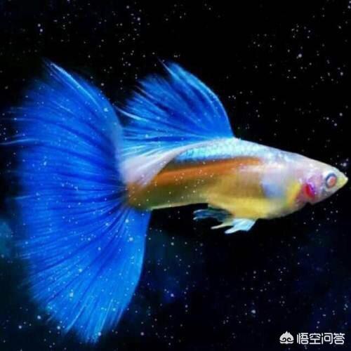 孔雀鱼怎么养出大尾巴:孔雀鱼怎么饲养，不用气泵可以养孔雀鱼吗？ 小孔雀鱼怎么养