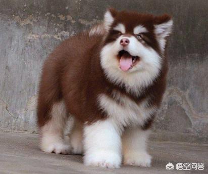 出售阿拉斯加克利凯犬:一只阿拉斯加犬幼崽大概需要多少钱？一个月要花费多少？