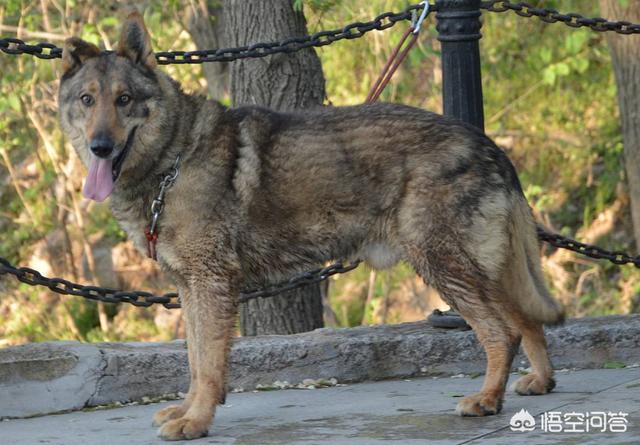 昆明犬黑背:昆明犬和德牧是什么关系，还有昆明犬在中大型犬类中智商怎么样？