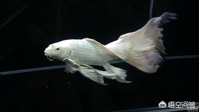 蝴蝶鲤烂尾怎么办:蝴蝶鲤鱼大量换水后，鱼尾巴有充血，这是什么原因造成的？