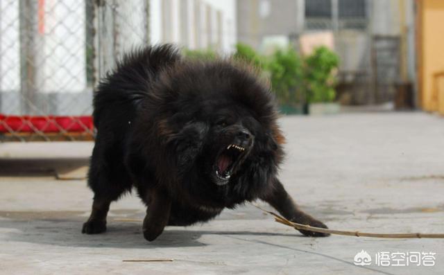 高加索犬咬死藏獒:高加索犬咬死藏獒 斗狗视频大全 藏獒半小时后仍然战斗 几只藏獒可以打的过一只雪豹？